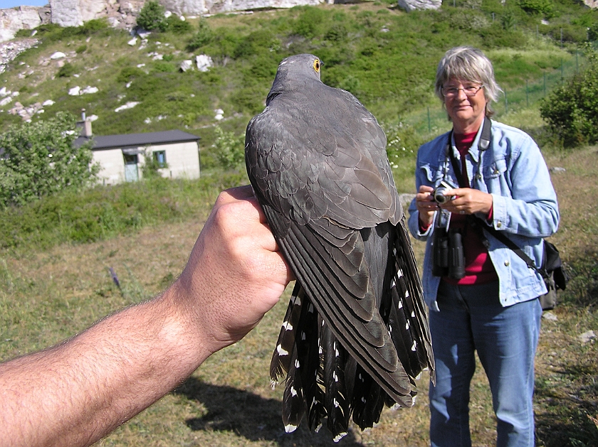 Common Cuckoo, Sundre 20080603